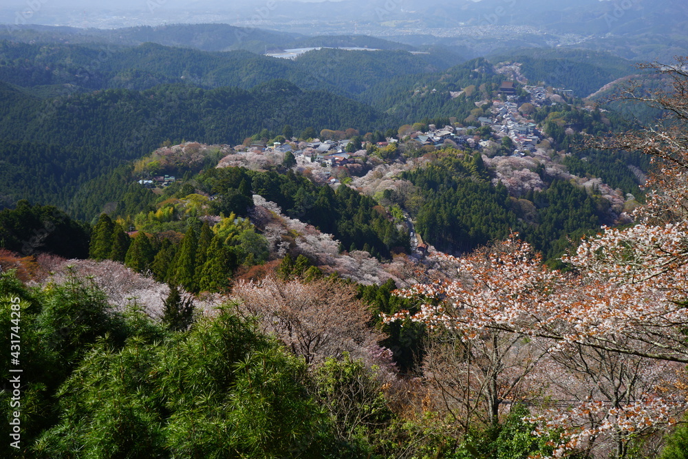 Yoshinoyama sakura cherry blossom during spring. Mount Yoshino in Nara Prefecture, Japan's most famous cherry blossom viewing spot - 日本 奈良 吉野山の千本桜