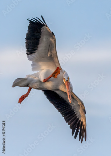 Pelican Scratching While Flying © joneskc