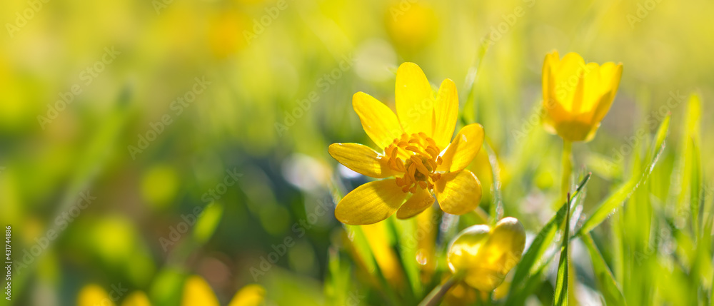 Fototapeta premium Bright nature background with spring yellow flowers