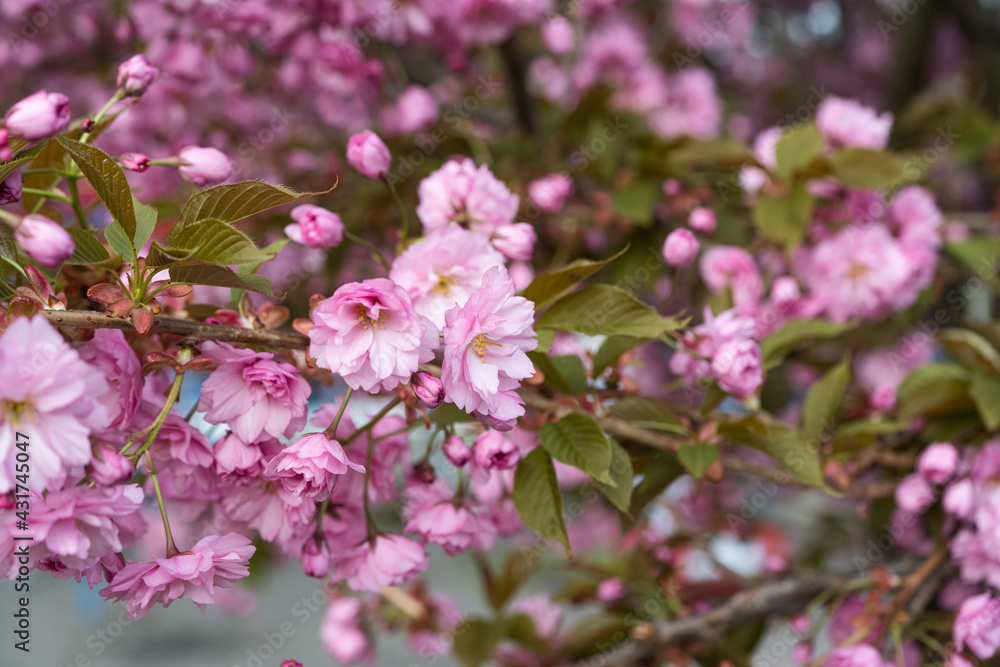 sakura flowers blooming in spring sakura flowers blooming in spring