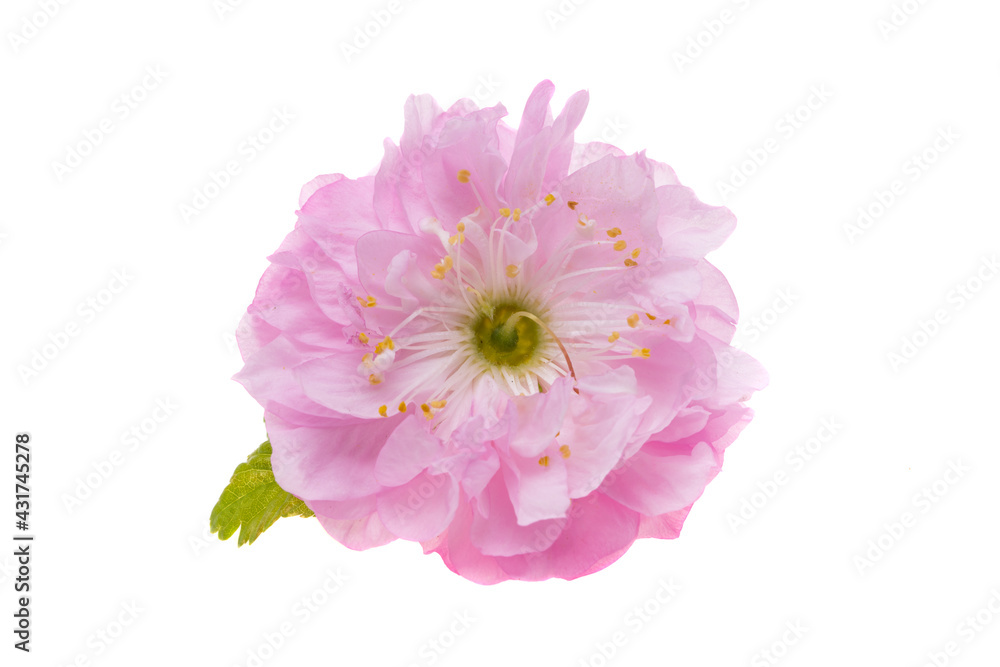 almond flower isolated almond flower isolated