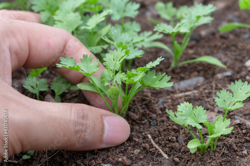 Close up hand is collecting a vegetable
