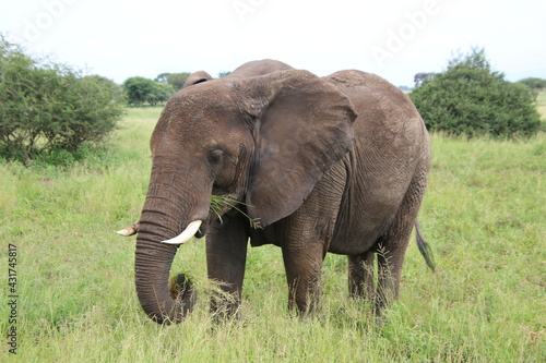 Elefant