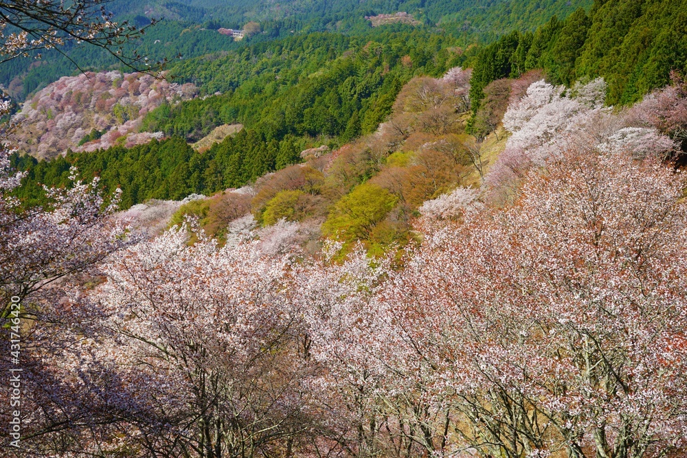 Yoshinoyama sakura cherry blossom during spring. Mount Yoshino in Nara Prefecture, Japan's most famous cherry blossom viewing spot - 日本 奈良 吉野山の千本桜 Yoshinoyama sakura cherry blossom during spring. Mount Yoshino in Nara Prefecture, Japan's most famous cherry blossom viewing spot - 日本 奈良 吉野山の千本桜