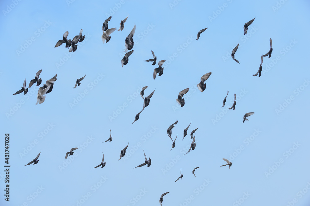 Flock of pigeons flying across a clear blue sky