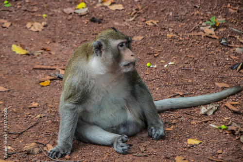 Asian Monkey on the Ground