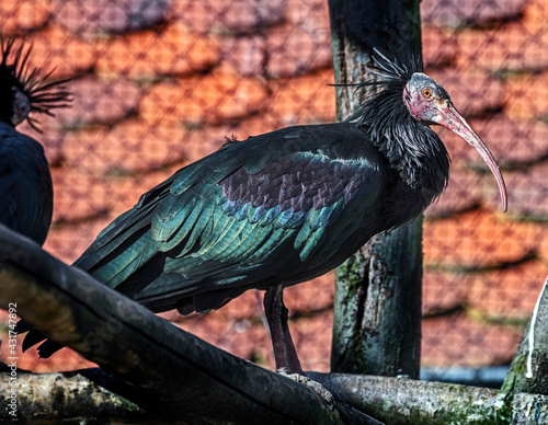 Waldrapp ibis also known as northern bald ibis or hermit ibis. Latin name - Geronticus eremita 