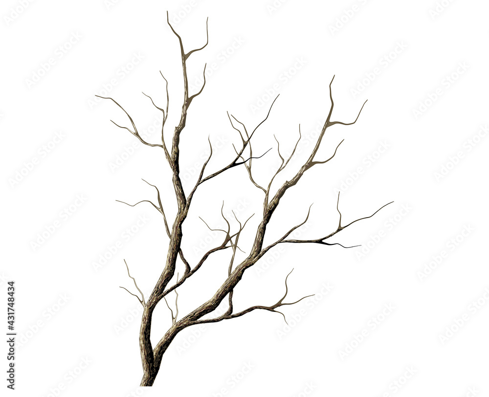 dry tree branches vector illustrations