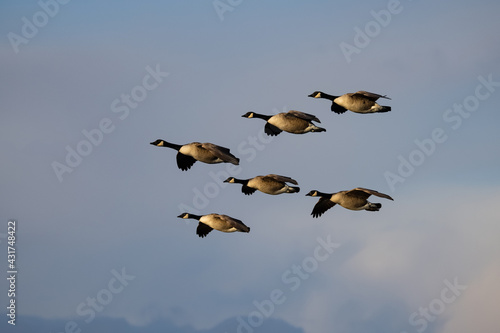 Canada Geese Flight Formation