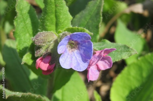 Beautiful colorful lungwort flowers in the meadow, closeup