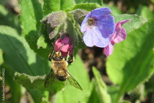 Horned bee on lungwort flowers in spring garden, closeup