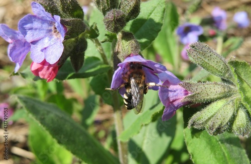 Horned bee on purple lungwort flowers in the meadow in spring photo