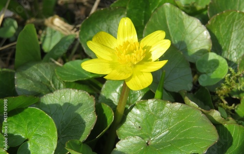 Beautiful yellow caltha flower in the garden on natural green leaves background