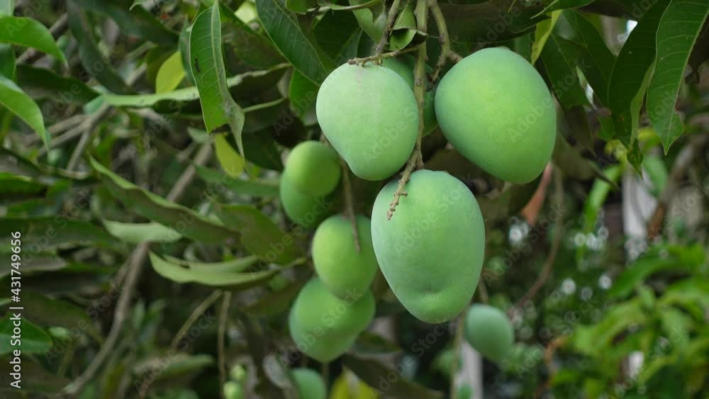 The green raw mango fruit is hanging on the tree. Green fruit background. Closeup view. 4k video. The green raw mango fruit is hanging on the tree. Green fruit background. Closeup view. 4k video.