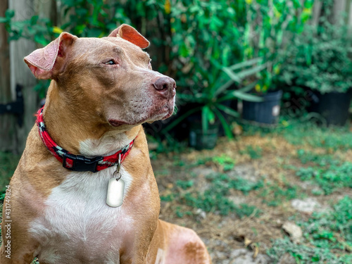 Adorable Pitbull / American Staffordshire Bull Terrier Outside