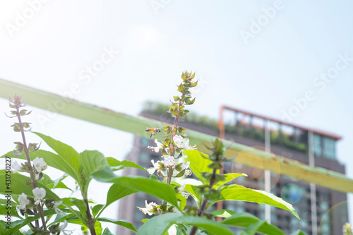 Flying Bee collecting pollen