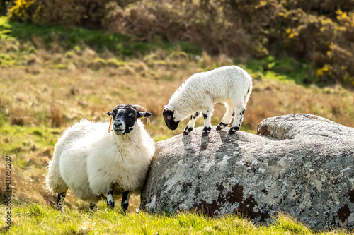 Fotografie A blackface sheep family in a field in County Donegal - Ireland