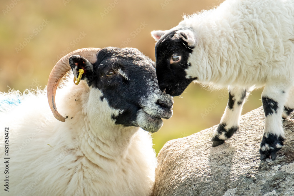 Ταπετσαρία A blackface sheep family in a field in County Donegal - Ireland