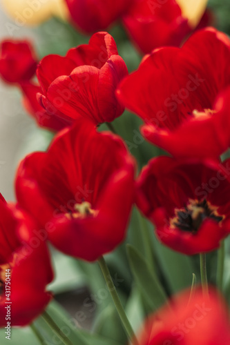 Close-up of red bloomed tulips in the garden.