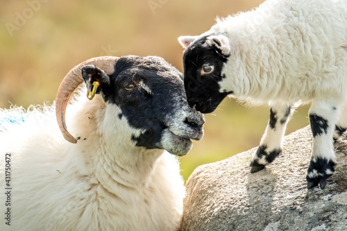 Foto A blackface sheep family in a field in County Donegal - Ireland