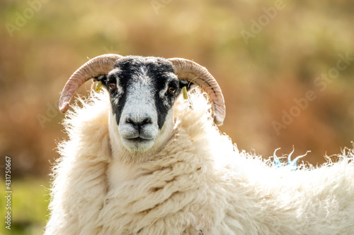 A blackface sheep family in a field in County Donegal - Ireland