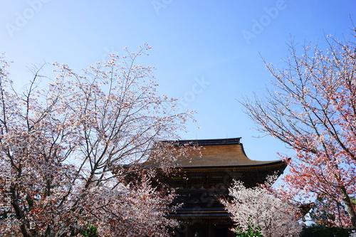 Kinpusen-ji Temple on Mount Yoshino in Nara prefecture, Japan - 日本 奈良 吉野山 金峯山寺の蔵王堂 春の桜  photo