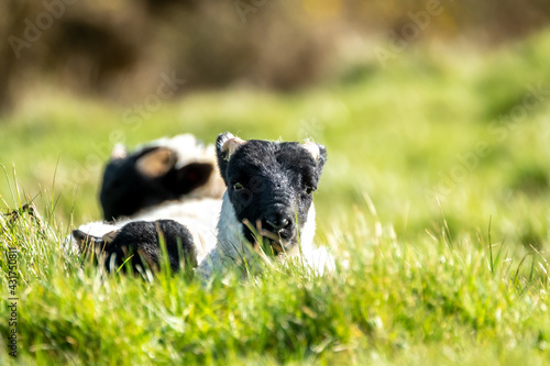 Cute blackface sheep lambs in a field in County Donegal - Ireland