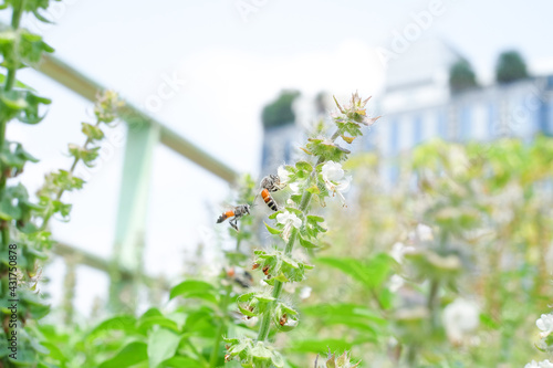 Honey Bee collecting pollen