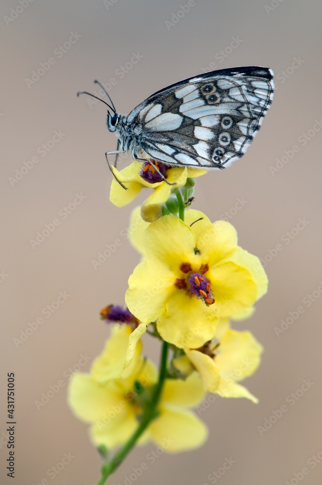 Obraz premium a butterfly Melanargia galathea on a field flower awaits dawn spreading its wings