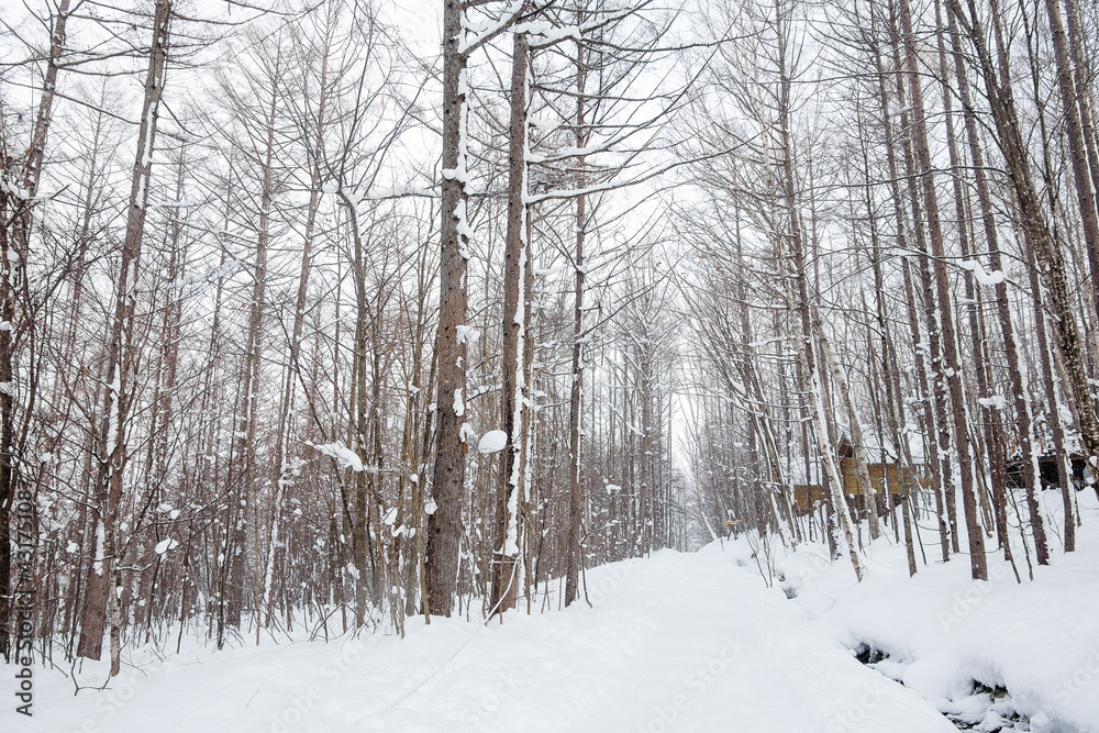 Snow-covered forest scenery during the day in Furano, Hokkaido, Japan Snow-covered forest scenery during the day in Furano, Hokkaido, Japan