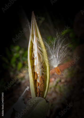 Asclepias humistrata, the sandhill milkweed, aka pinewoods milkweed and pink-veined milkplant open seed pod - fuzzy seed attached - subfamily Asclepiadoideae - Native to south eastern United States photo