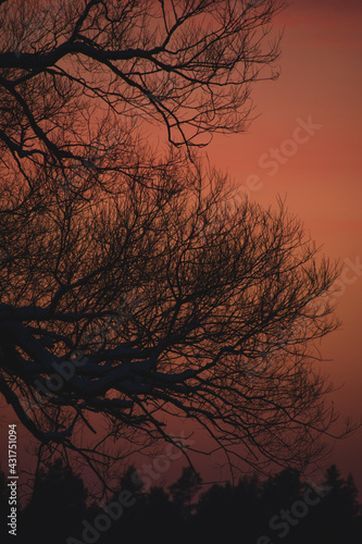 sunset in the forest. tree silhouette.