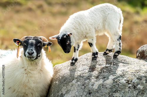 A blackface sheep family in a field in County Donegal - Ireland