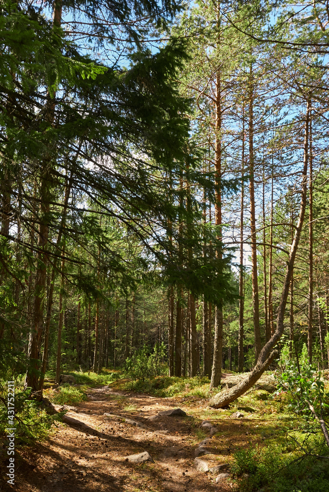 Forest landscape in sunbeams, forest road, pine trees Forest landscape in sunbeams, forest road, pine trees