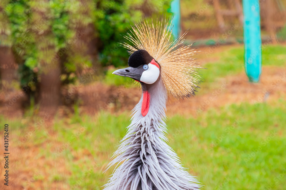 Fototapeta premium grey crowned crane