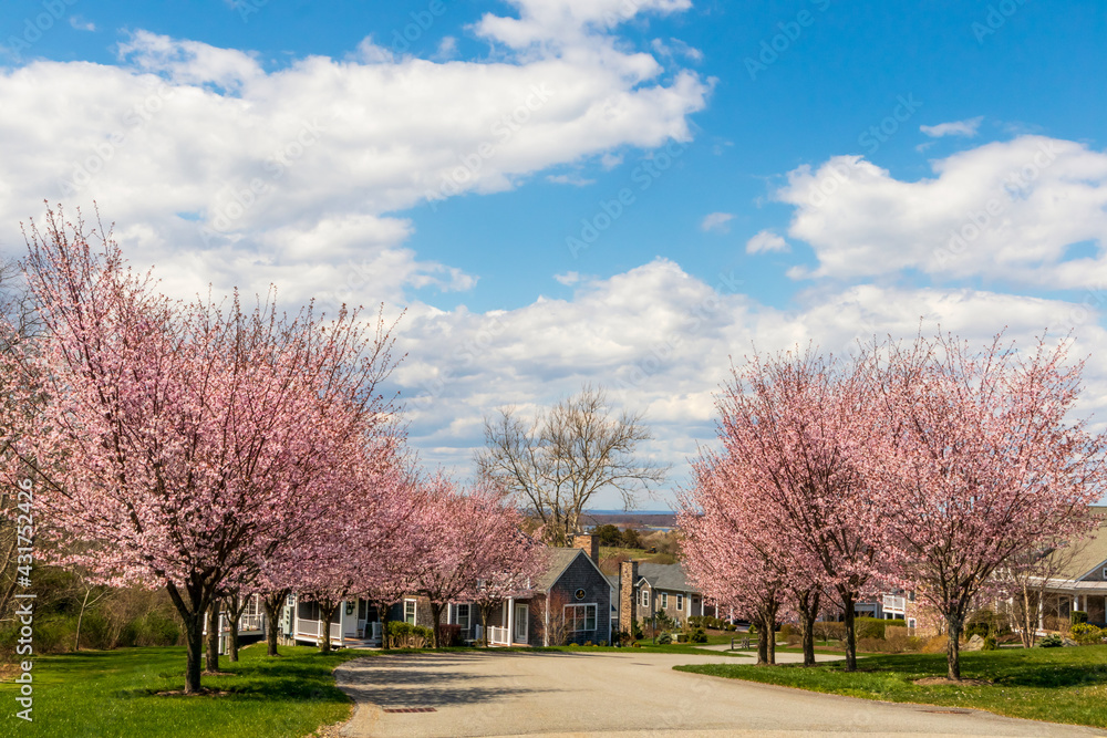 Cherry blossom trees in the small neighborhood of Portsmouth, Rhode Island