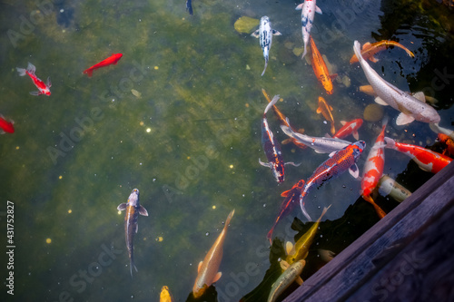 Japanese koi fish in the pond swim near the wooden bridge over the river © Roman