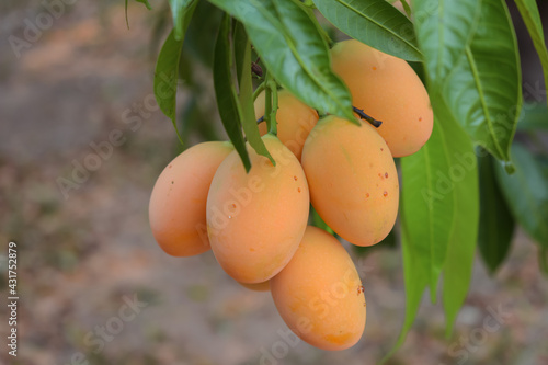 Ripe yellow marian plum fruits on the tree waiting to be harvested