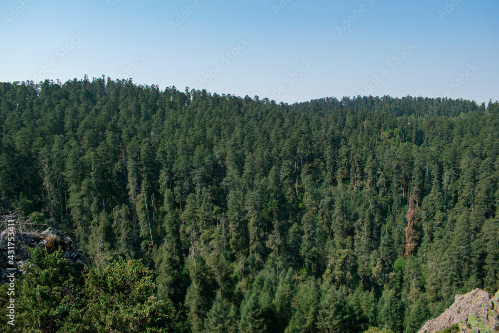 nature Mexico hidalgo forest and sky