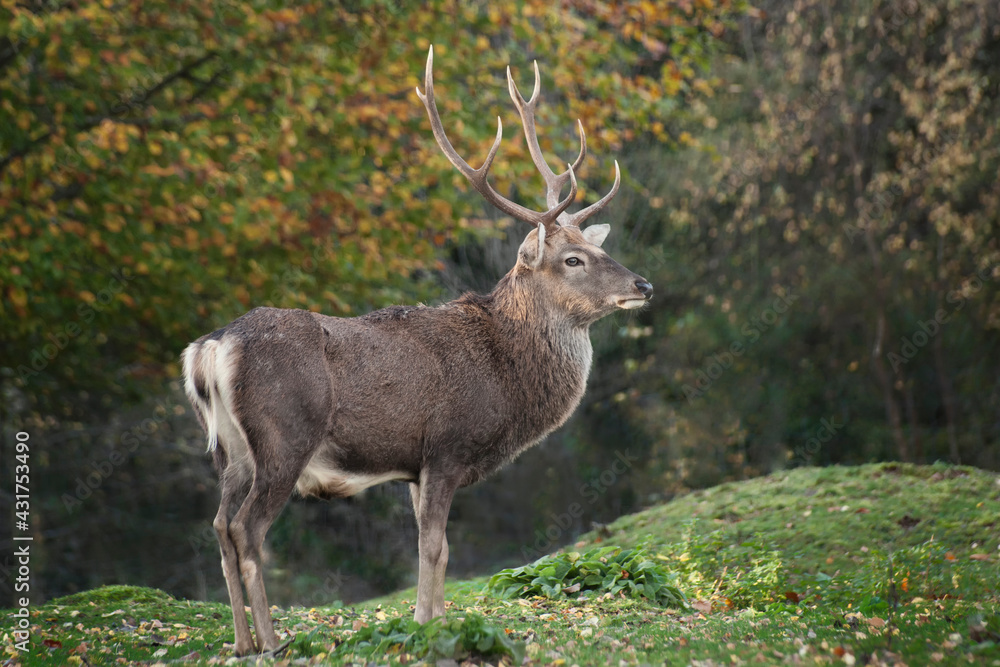 Adult Sika Stag in Autumn during the Rut
