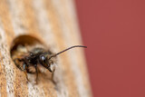 Wild bee in the insect hotel (macro)