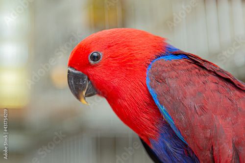 Eclectus roratus