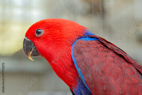 Eclectus roratus