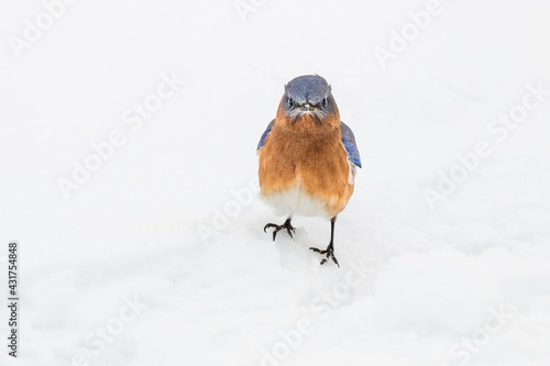 A very grumpy looking male Eastern Bluebird stands in a snow covered lawn.
