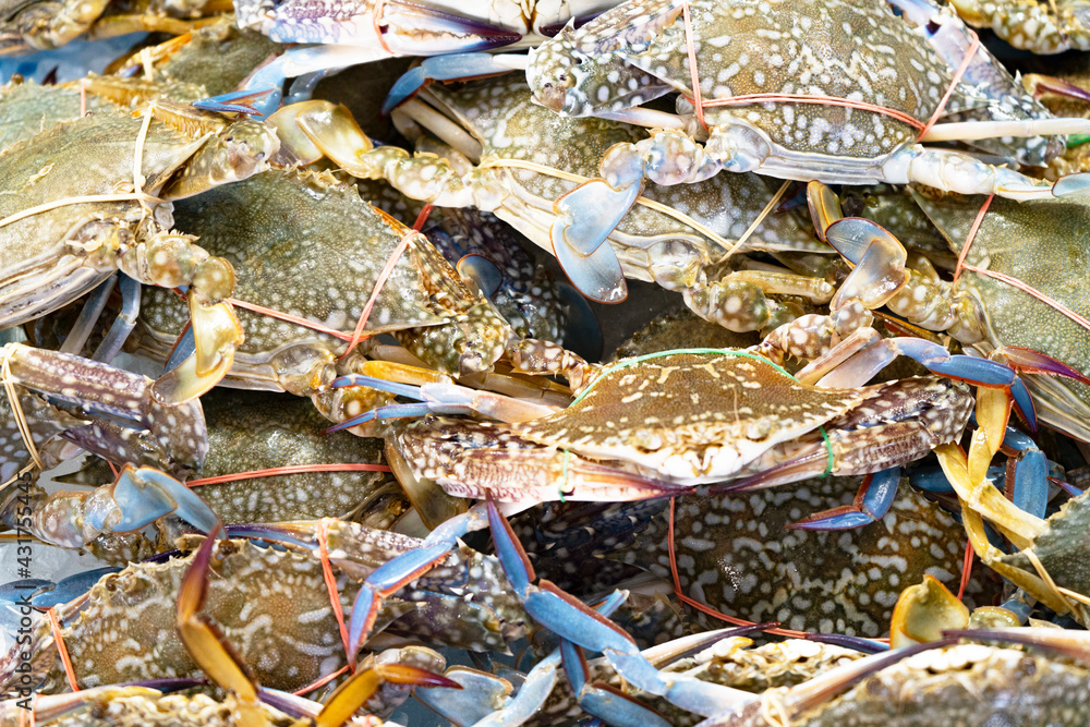 Fresh blue crabs at the market in Thailand Fresh blue crabs at the market in Thailand
