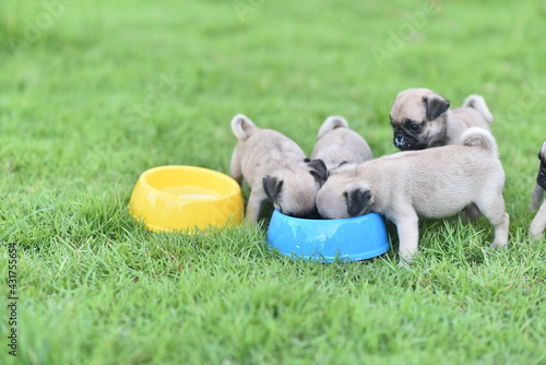 Cute puppies brown Pug scramble to eat goat milk in dog bowl