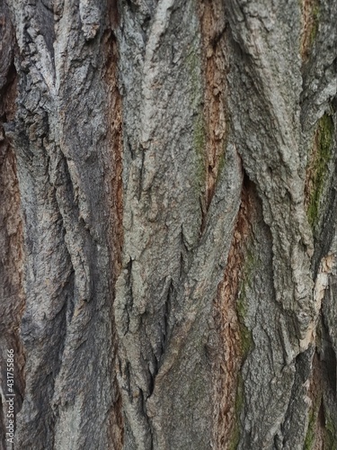 Fototapeta Naklejka Na Ścianę i Meble -  bark trunk tree 
