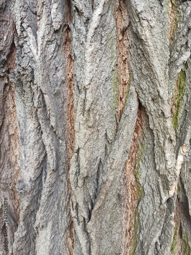 Obraz na płótnie bark trunk tree 