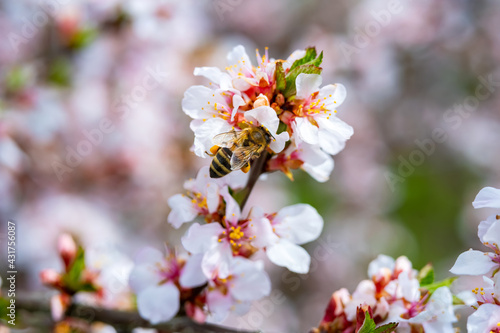 bees pollinate apple blossom in the garden in spring