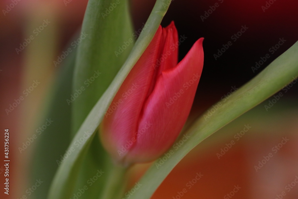 rote Tulpe in Nahaufnahme rote Tulpe in Nahaufnahme
